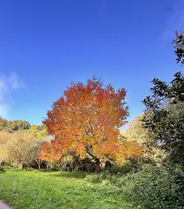 Run for the Trees on Sunday with Jersey Trees for Life 